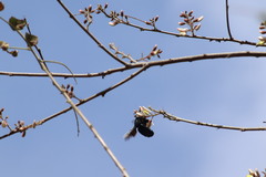 Coursetia glandulosa