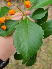 Auranticarpa rhombifolia