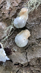 Reticularia lycoperdon
