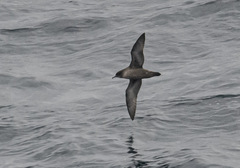 Ardenna tenuirostris