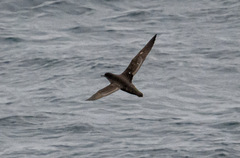 Ardenna tenuirostris