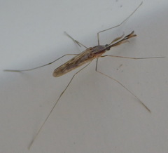 Anopheles
