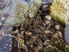 Pagurus hirsutiusculus