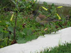 Junco hyemalis
