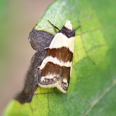 Eulechria triferella