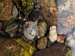 Pagurus hirsutiusculus