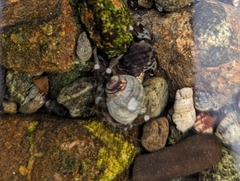 Pagurus hirsutiusculus