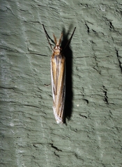Hednota relatalis