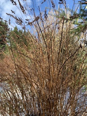 Spiraea