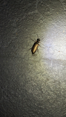 Lytta aenea