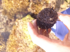 Echinometra lucunter