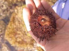 Echinometra lucunter