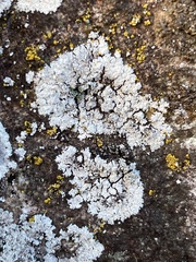 Lecanora rupicola