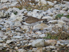 Charadrius vociferus