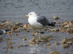 Larus californicus
