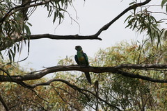 Barnardius zonarius barnardi