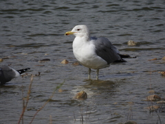 Larus californicus