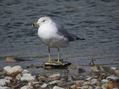 Larus delawarensis