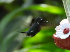 Chaetocercus mulsant