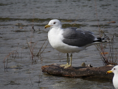 Larus californicus