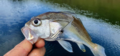 Plagioscion squamosissimus