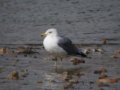 Larus californicus