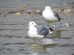 Larus californicus