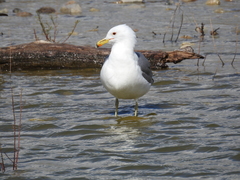 Larus californicus