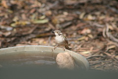 Melithreptus brevirostris