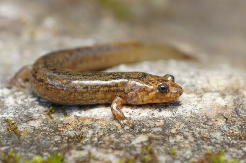Blue Ridge Blackbelly Salamander