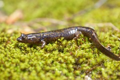 Desmognathus marmoratus