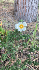 Cistus salviifolius