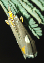 Episindris albimaculalis