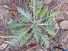 Hymenopappus