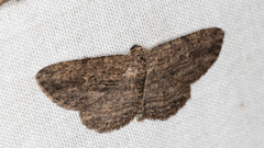 Zermizinga sinuata