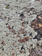 Xanthoparmelia plittii