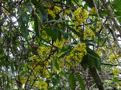 Hiraea reclinata