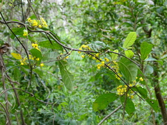 Hiraea reclinata