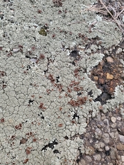 Xanthoparmelia plittii