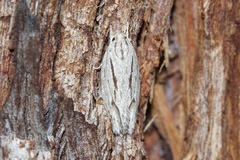 Leistarcha scitissimella