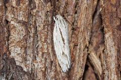 Leistarcha scitissimella