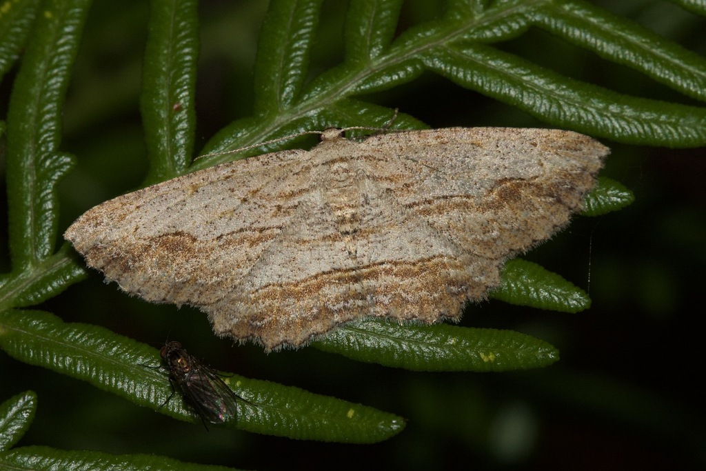 Ectropis Calida From Woods Bushland Reserve, Tuerong Vic 3915 