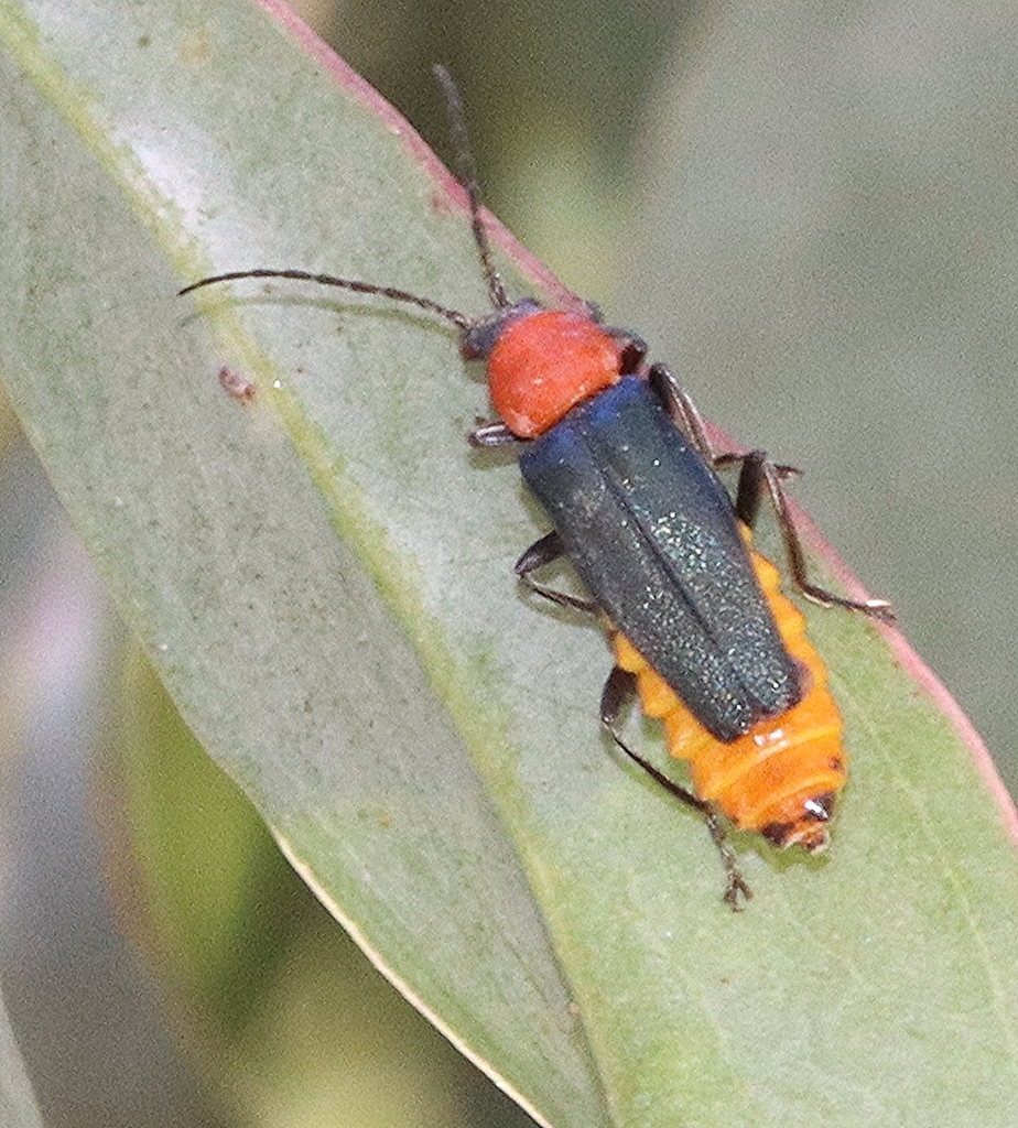 Tricolor Soldier Beetle from Clydesdale VIC 3461, Australia on February