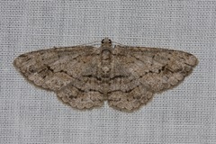 Didymoctenia exsuperata