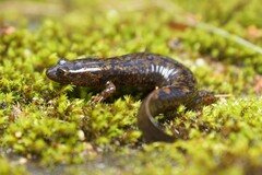 Desmognathus marmoratus