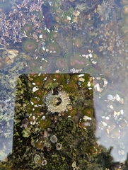 Semibalanus cariosus