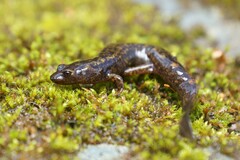 Desmognathus marmoratus