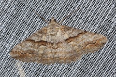 Gastrinodes bitaeniaria