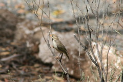 Melithreptus brevirostris