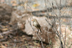 Melithreptus brevirostris
